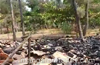 Miscreants set Tree Park afire; Rs 6 lakhs loss